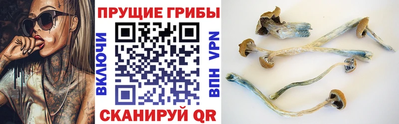 Псилоцибиновые грибы Psilocybe  купить наркотики цена  Пыть-Ях 